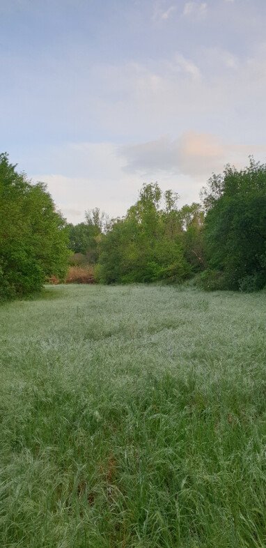 Die Wiese am Abend