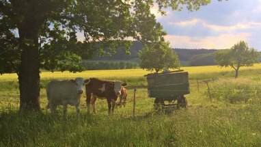 unsere Kühe direkt neben dem Stellplatz